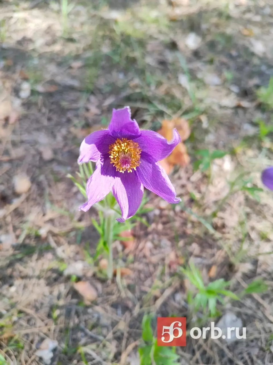 Цветок в Бузулукском бору